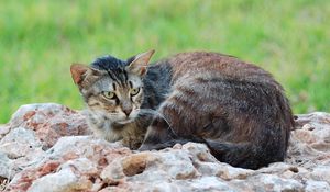 Preview wallpaper cat, lying, stones