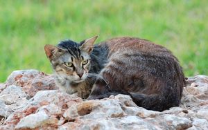 Preview wallpaper cat, lying, stones