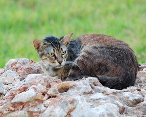 Preview wallpaper cat, lying, stones