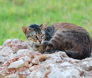 Preview wallpaper cat, lying, stones