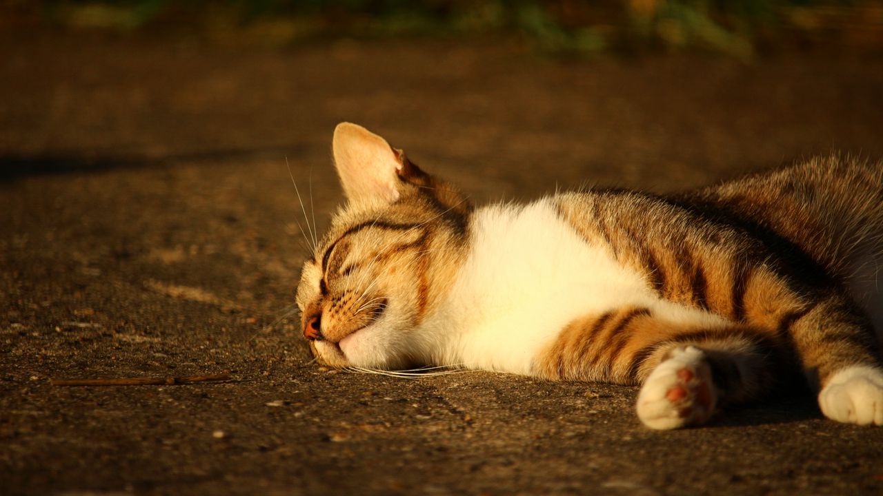 Wallpaper cat, lying, striped, sunlight