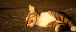 Preview wallpaper cat, lying, striped, sunlight