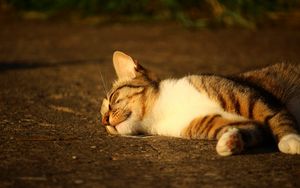 Preview wallpaper cat, lying, striped, sunlight