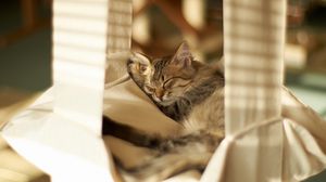 Preview wallpaper cat, lying, striped, vacation