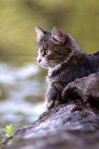 Preview wallpaper cat, lying, timber, river, watch