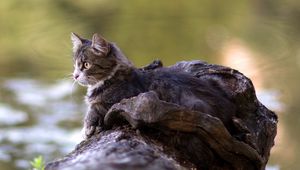 Preview wallpaper cat, lying, timber, river, watch