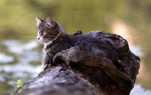 Preview wallpaper cat, lying, timber, river, watch