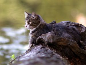 Preview wallpaper cat, lying, timber, river, watch