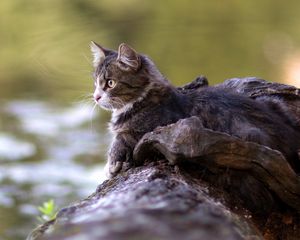 Preview wallpaper cat, lying, timber, river, watch