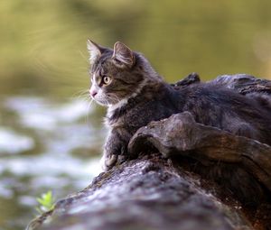 Preview wallpaper cat, lying, timber, river, watch