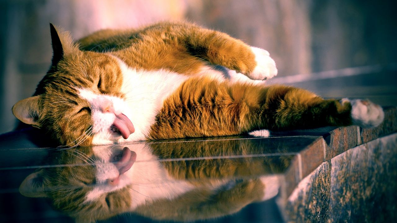 Wallpaper cat, lying, tongue, playful, glass, striped