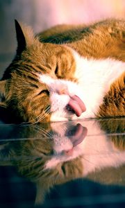 Preview wallpaper cat, lying, tongue, playful, glass, striped