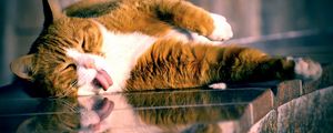 Preview wallpaper cat, lying, tongue, playful, glass, striped