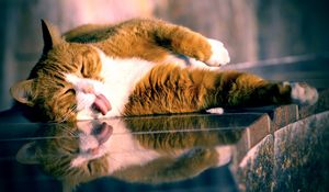 Preview wallpaper cat, lying, tongue, playful, glass, striped