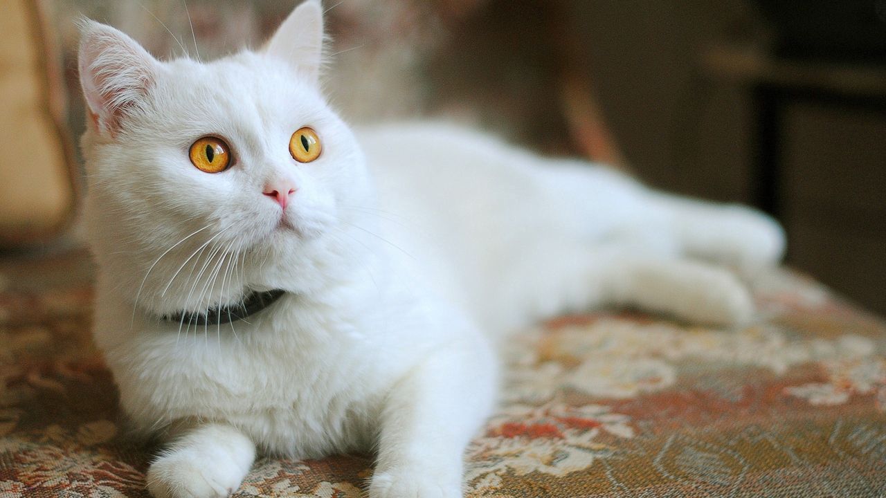 Wallpaper cat, lying, white, beautiful