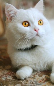 Preview wallpaper cat, lying, white, beautiful