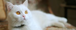Preview wallpaper cat, lying, white, beautiful