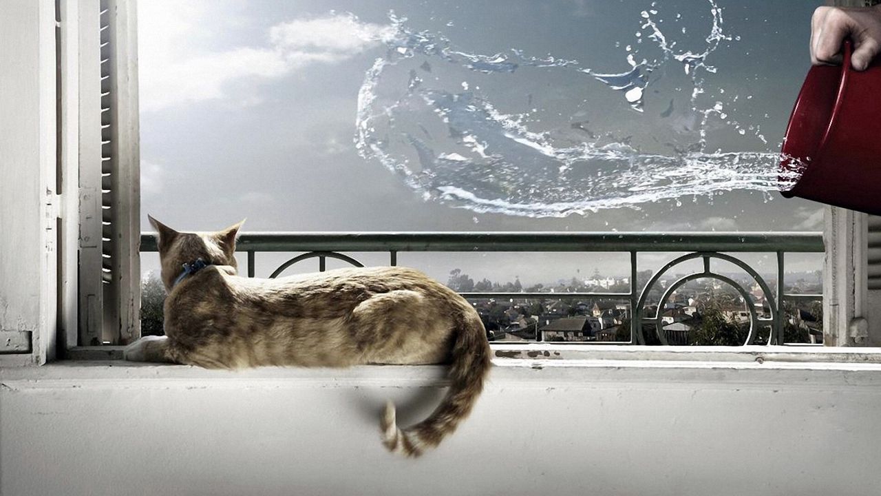 Wallpaper cat, lying, windowsill, bucket, water, splash, situation