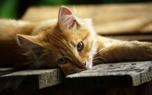 Preview wallpaper cat, lying, wooden flooring, boards, vacation, view