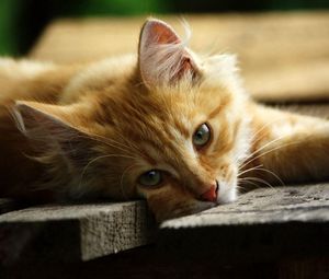 Preview wallpaper cat, lying, wooden flooring, boards, vacation, view