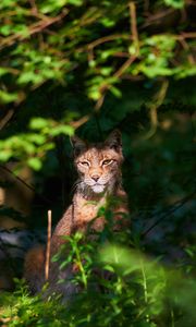 Preview wallpaper cat, lynx, face