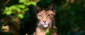 Preview wallpaper cat, lynx, face