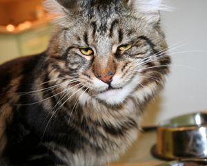 Preview wallpaper cat, maine coon, face, frustration