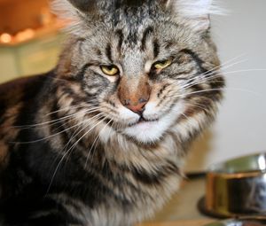 Preview wallpaper cat, maine coon, face, frustration