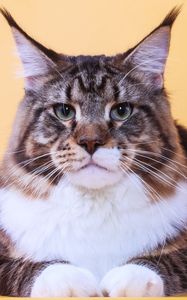 Preview wallpaper cat, maine coon, face, fat