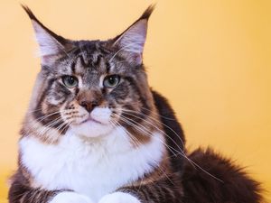 Preview wallpaper cat, maine coon, face, fat