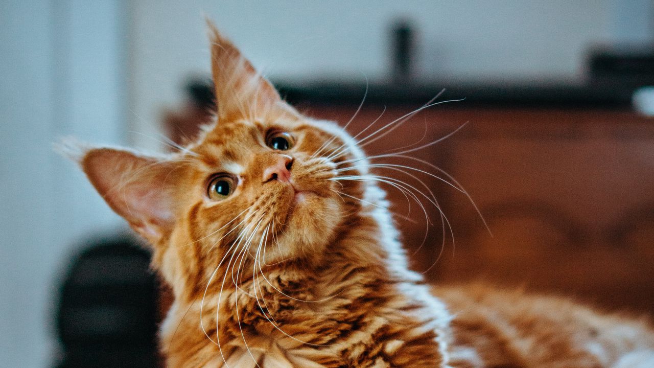 Wallpaper cat, maine coon, fluffy, glance, pet