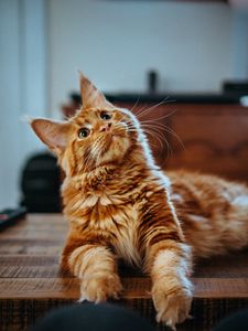 Preview wallpaper cat, maine coon, fluffy, glance, pet