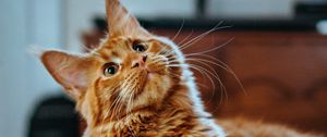 Preview wallpaper cat, maine coon, fluffy, glance, pet