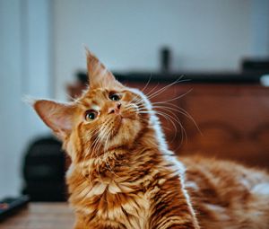 Preview wallpaper cat, maine coon, fluffy, glance, pet