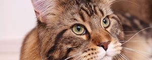 Preview wallpaper cat, maine coon, fluffy, face, fat