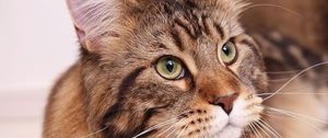 Preview wallpaper cat, maine coon, fluffy, face, fat