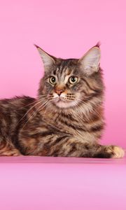 Preview wallpaper cat, maine coon, fluffy, thick, beautiful