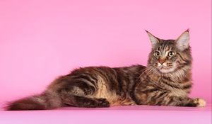 Preview wallpaper cat, maine coon, fluffy, thick, beautiful