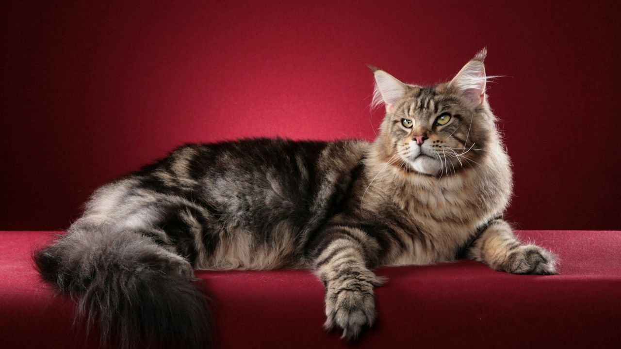 Wallpaper cat, maine coon, fluffy