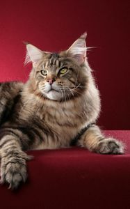 Preview wallpaper cat, maine coon, fluffy