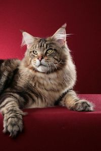 Preview wallpaper cat, maine coon, fluffy