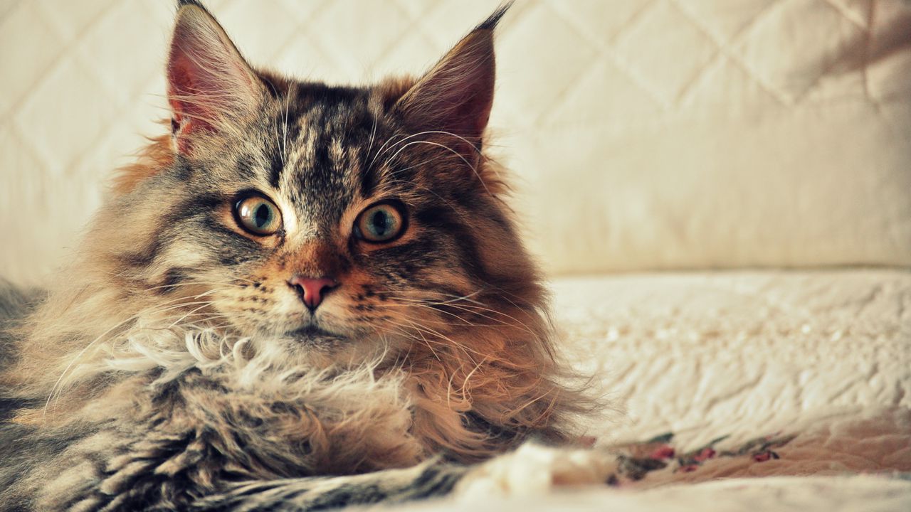 Wallpaper cat, maine coon, fluffy, look