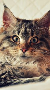 Preview wallpaper cat, maine coon, fluffy, look