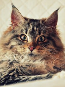 Preview wallpaper cat, maine coon, fluffy, look