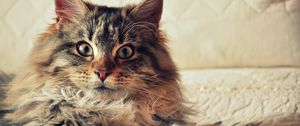 Preview wallpaper cat, maine coon, fluffy, look