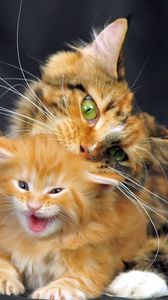 Preview wallpaper cat, maine coon, kitten, spotted