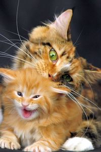 Preview wallpaper cat, maine coon, kitten, spotted