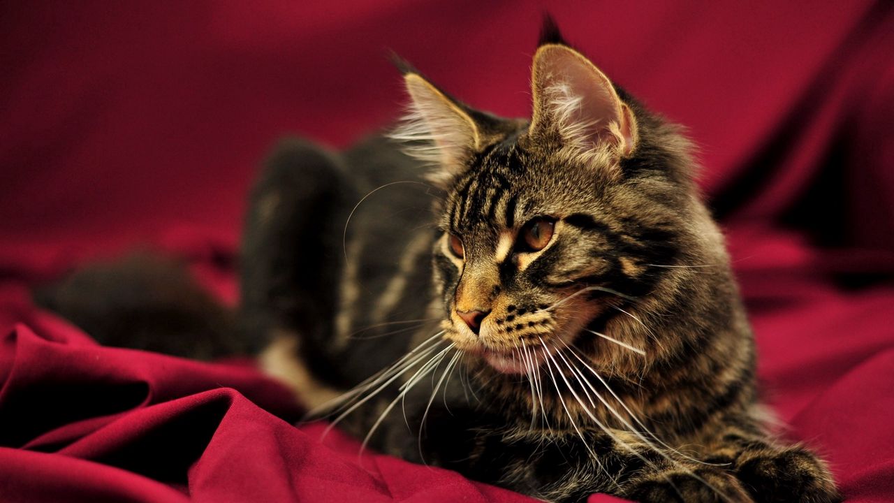 Wallpaper cat, maine coon, lying, beautiful, fluffy