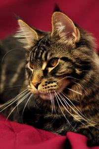 Preview wallpaper cat, maine coon, lying, beautiful, fluffy