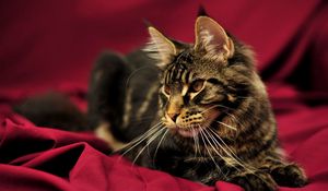 Preview wallpaper cat, maine coon, lying, beautiful, fluffy